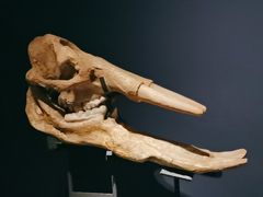 -湖南省地质博物馆