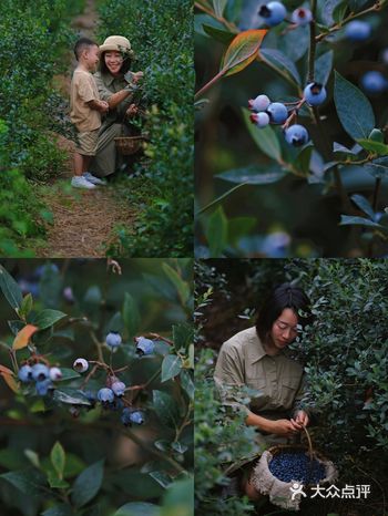 成都周边｜1h直达百亩蓝莓园（免费敞吃）
