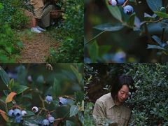 -金谷域澳洲庄园