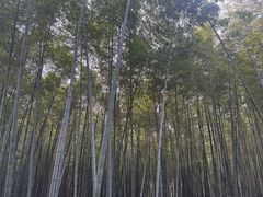 -上海佘山国家森林公园西佘山园