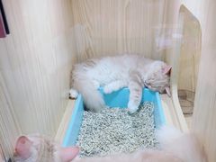 -屋虎猫馆(宝安大仟里店)