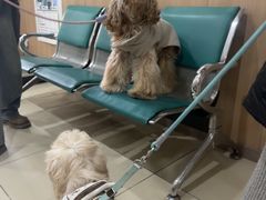 -米苏动物医院·犬猫专科·骨科外科内窥镜