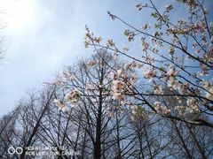 -新虹桥中心花园