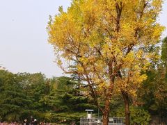 -莲花池公园