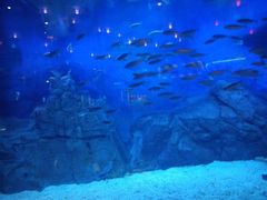 -烟台海昌鲸鲨海洋公园