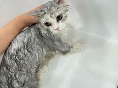 -爱洗澡的猫(天河路店)