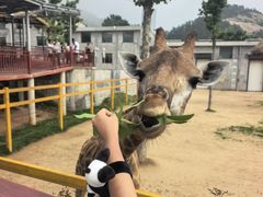 -西霞口神雕山野生动物世界