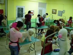 -优缇多格专业宠物美容师培训学校