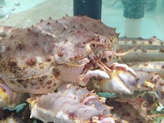 -万龙洲海鲜(大兴绿地缤纷城店)