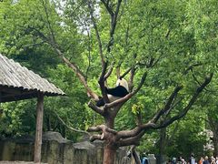 -上海野生动物园