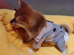 -逗柴咖啡屋·狗咖猫咖宠物桌游