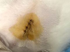 -喜多萌中农锦绣动物医院24H·猫科·牙科MRI·CT