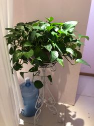 点击看大图 -薇兰专业脱毛连锁机构