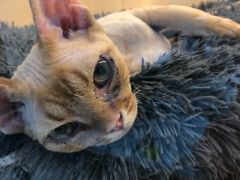 -momokira米努特·德文卷毛猫·棉花面纱犬