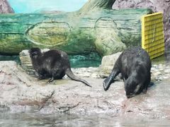 -海合安天津极地海洋公园