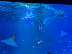 -烟台海昌鲸鲨海洋公园