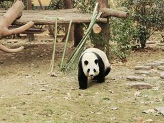 -成都动物园