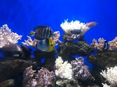 -烟台海昌鲸鲨海洋公园