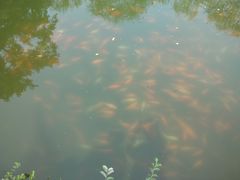 -西湖外事游船(花港观鱼码头)