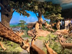 -国家自然博物馆