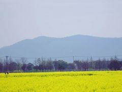 -西京湾花海