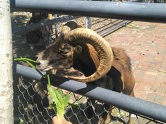 -长白岛森林公园