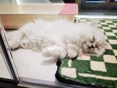 -babydoll猫舍·米努特·德文·缅因(久光中心店)