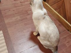 -MOCHA明星猫咖(田子坊店)