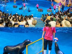 -烟台海昌鲸鲨海洋公园