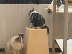 -有喵·猫咖·狗咖·30几只猫10只小狗(岗厦店)