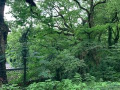 -普陀山风景区-佛顶山