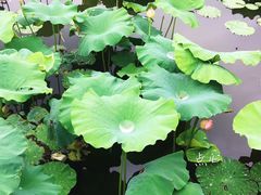 -荷塘月色湿地公园·向阳花洲