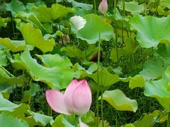 -武汉紫薇都市田园