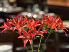 -MONICH牛排融合餐厅(和义大道购物中心店)