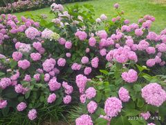 -上海滨江森林公园