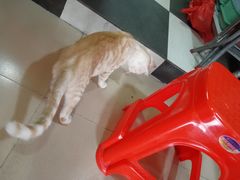 -胡椒猪肚汤(康王店)