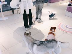 -怪兽屋·羊驼·猫咖·狗咖(俊华广场店)