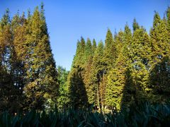 -桤木河湿地公园