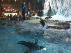 -帝企鹅自助餐厅•儿童岛•真企鹅(长隆企鹅酒店)