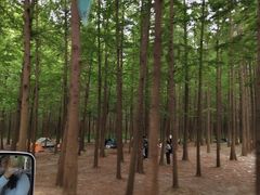 -日照海滨国家森林公园