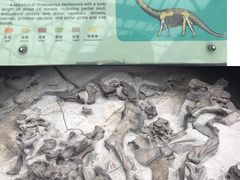 -自贡恐龙博物馆