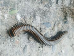 -蟠龙山长城景区