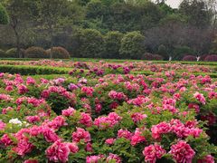 -洛阳市隋唐城遗址植物园