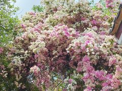 -深圳国际园林花卉博览园