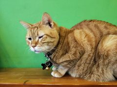 -李小姐の猫咖啡馆(五角场店)