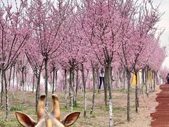 -黄龙溪欢乐田园