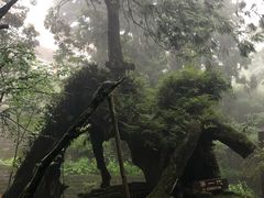 -阿里山神木遗迹