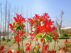 -上海长兴岛郊野公园