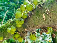 -华蓥山天意谷景区