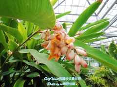 -北京植物园-展览温室